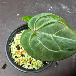 안스리움 관엽식물 킹소스 퍼플 레드