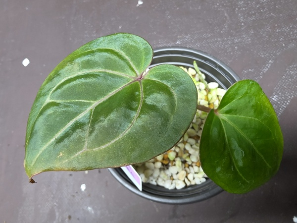 안스리움 관엽식물 킹소스 퍼플 레드--1