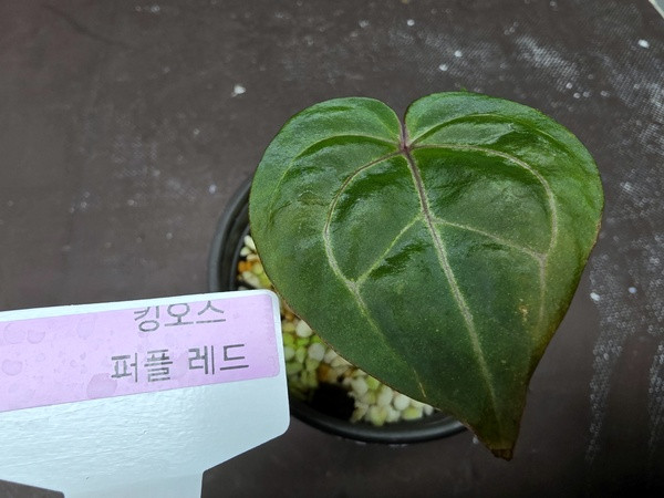 안스리움 관엽식물 킹소스 퍼플 레드--3