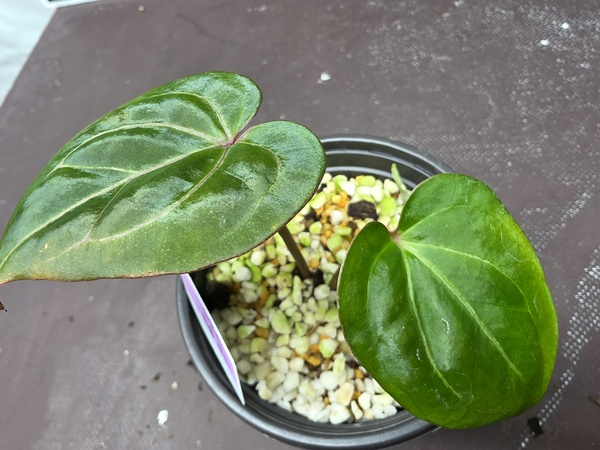 안스리움 관엽식물 킹소스 퍼플 레드--2