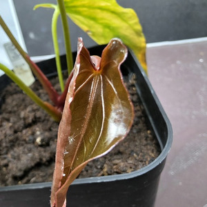 안스리움 RL+FS+ZA+MI