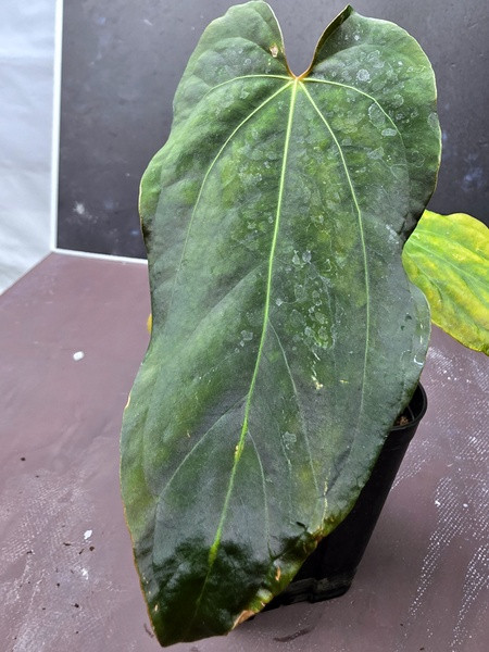 안스리움 RL+FS+ZA+MI--1