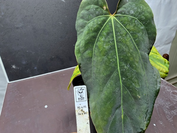 안스리움 RL+FS+ZA+MI--3