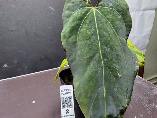 안스리움 RL+FS+ZA+MI--2