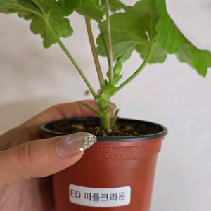 ED 퍼플크라운 제라늄