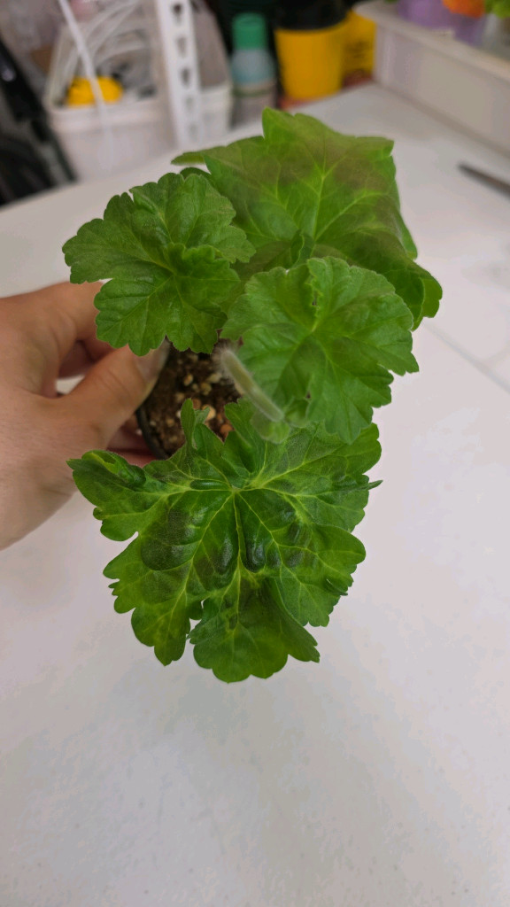 ED 퍼플크라운 제라늄--1