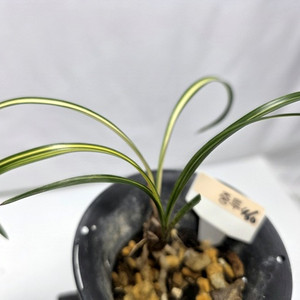 한국춘란 중투460