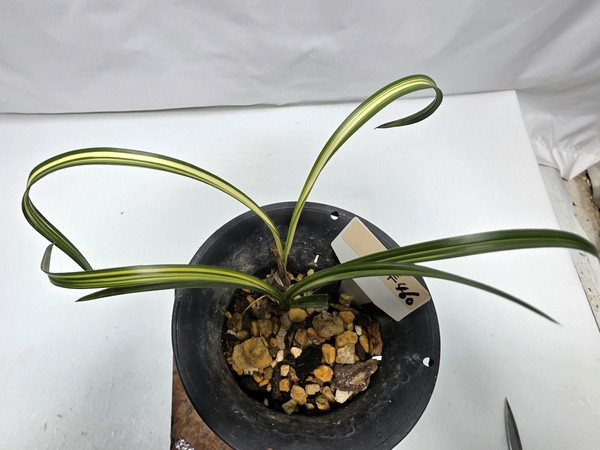 한국춘란 중투460--2