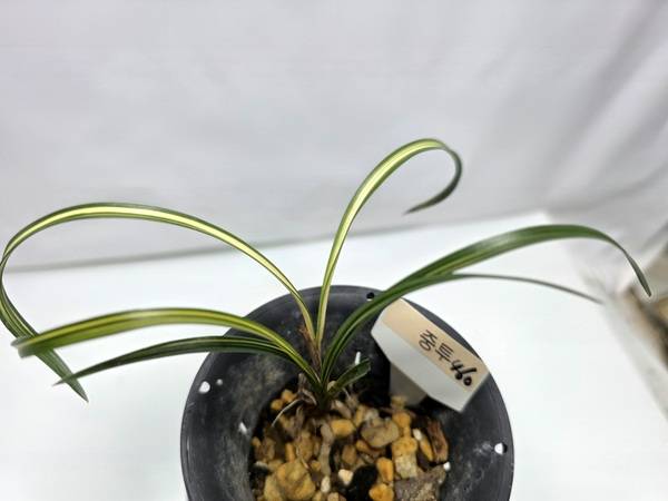 한국춘란 중투460--3