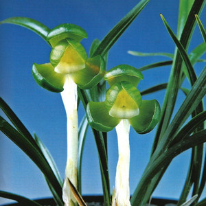 한국춘란 진주소