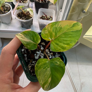 호말로메나 루베센스 핑크 바리에가타