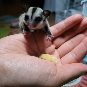 아기슈가글라이더 (남아) 이미지