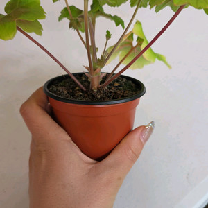 IV 모스크바 황금머리 제라늄 신상