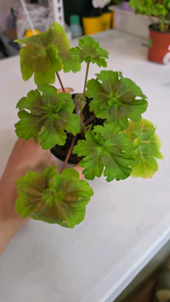 IV 모스크바 황금머리 제라늄 신상--1