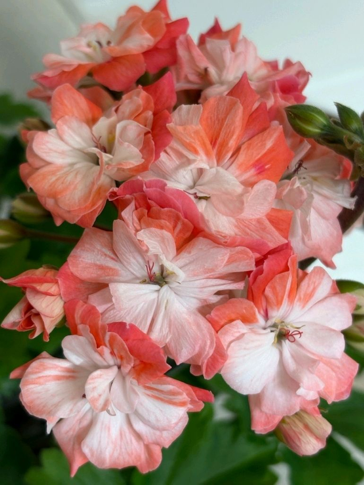 IV 모스크바 황금머리 제라늄 신상--2