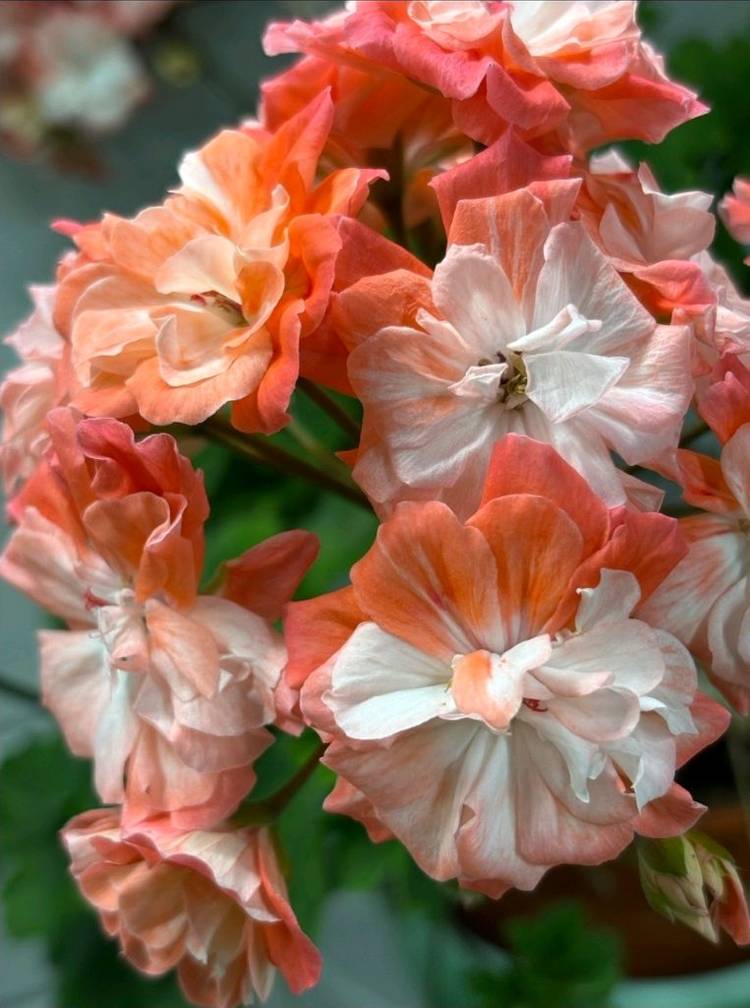 IV 모스크바 황금머리 제라늄 신상--4