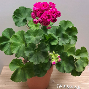 러시아제라늄--TA프랑스와즈