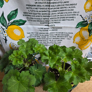 제라늄 2종분양 ㅡ 아브도티아 이스토미나 ㆍ에바로얄티