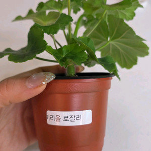 이리올 로잘리 제라늄