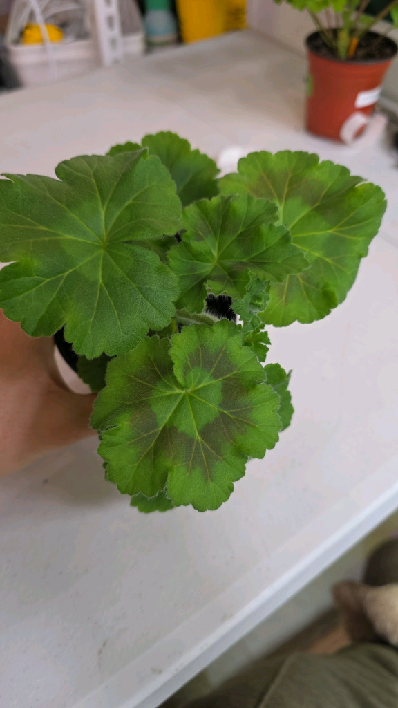 이리올 로잘리 제라늄--2