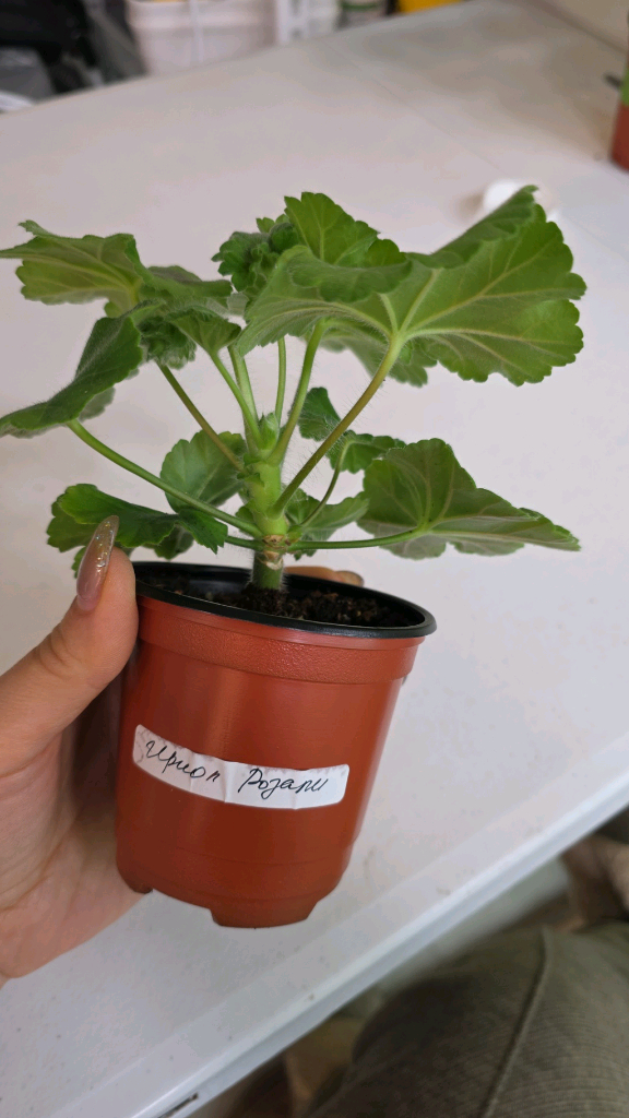 이리올 로잘리 제라늄--3