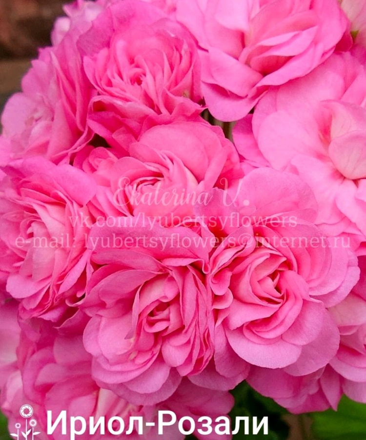 이리올 로잘리 제라늄--4