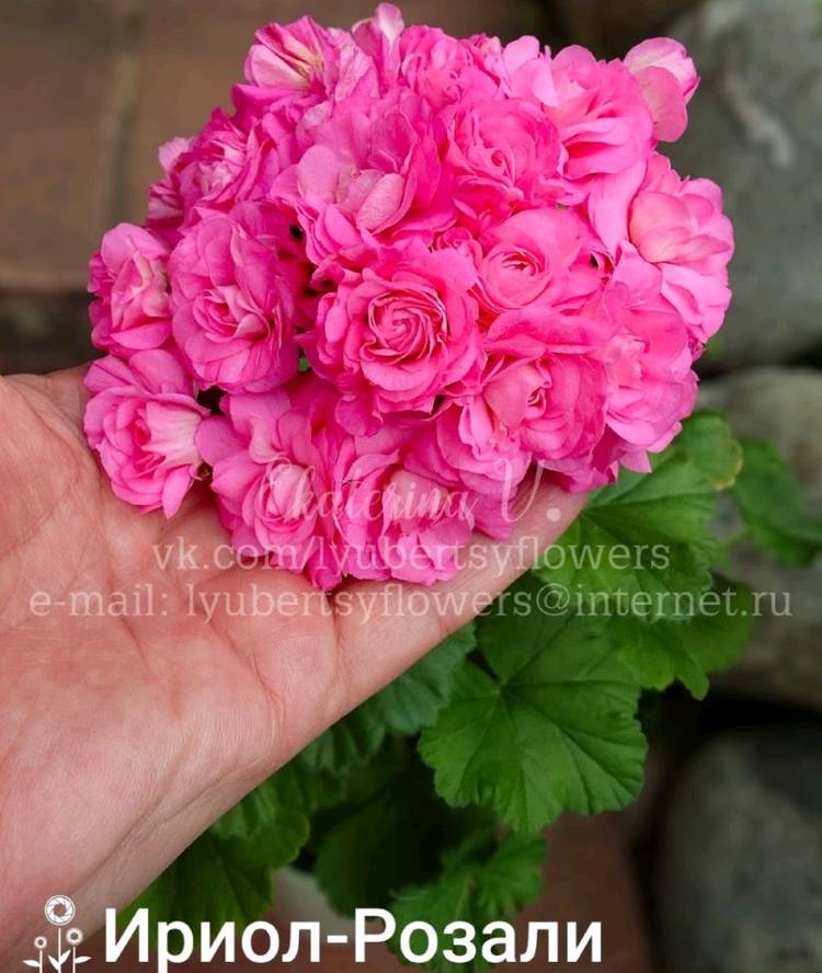 이리올 로잘리 제라늄--5