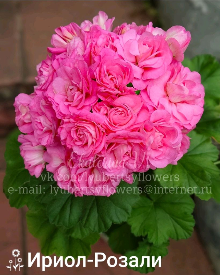 이리올 로잘리 제라늄--6