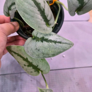 스킨답서스 스파클링sp보르네오