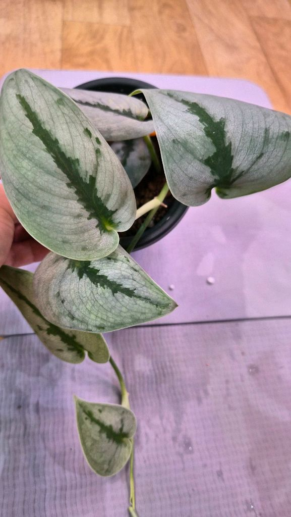 스킨답서스 스파클링sp보르네오--1