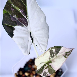 알로카시아 레갈쉴즈 알보