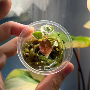 (예쁜자구묘)알로카시아 푸세이도 핑크 바리