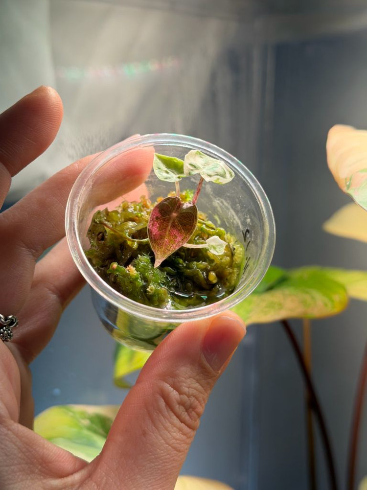 (예쁜자구묘)알로카시아 푸세이도 핑크 바리--1