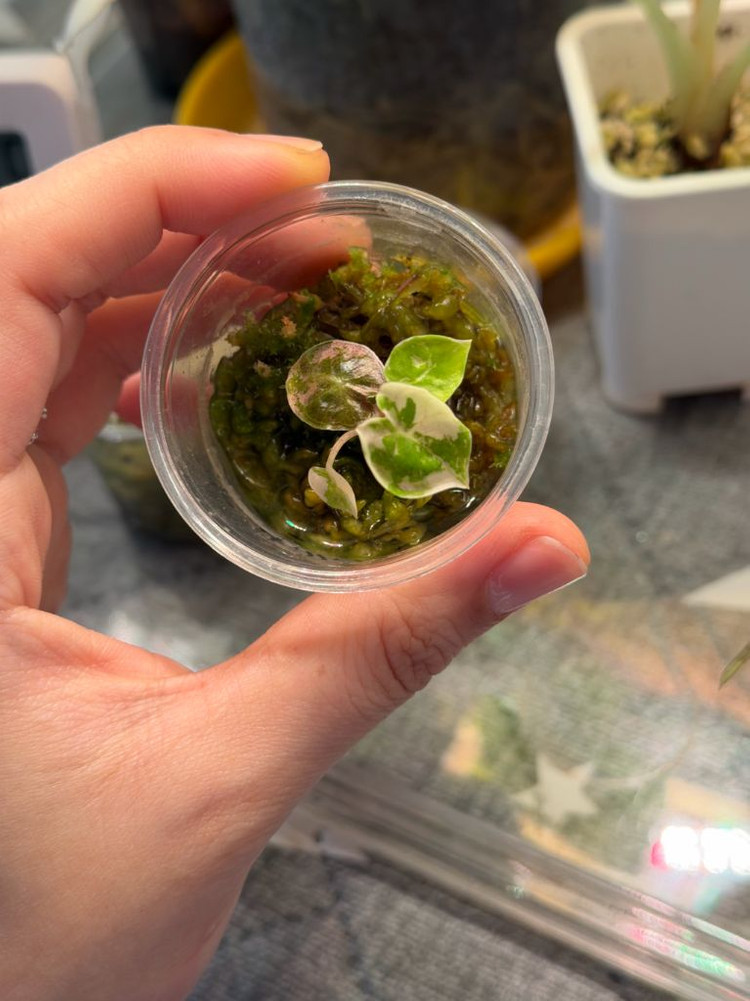 (예쁜자구묘)알로카시아 푸세이도 핑크 바리--2