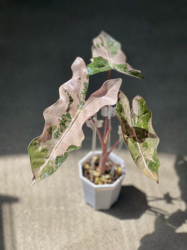 (예쁜자구묘)알로카시아 푸세이도 핑크 바리--3