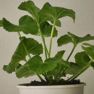 그라찌아푸드라제라늄