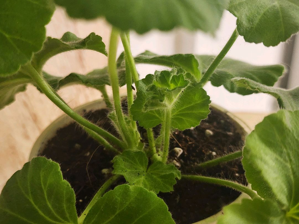 그라찌아푸드라제라늄--1