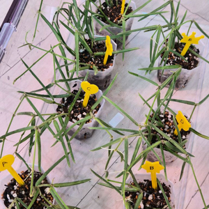 호야 리네아리스 (2개남음)