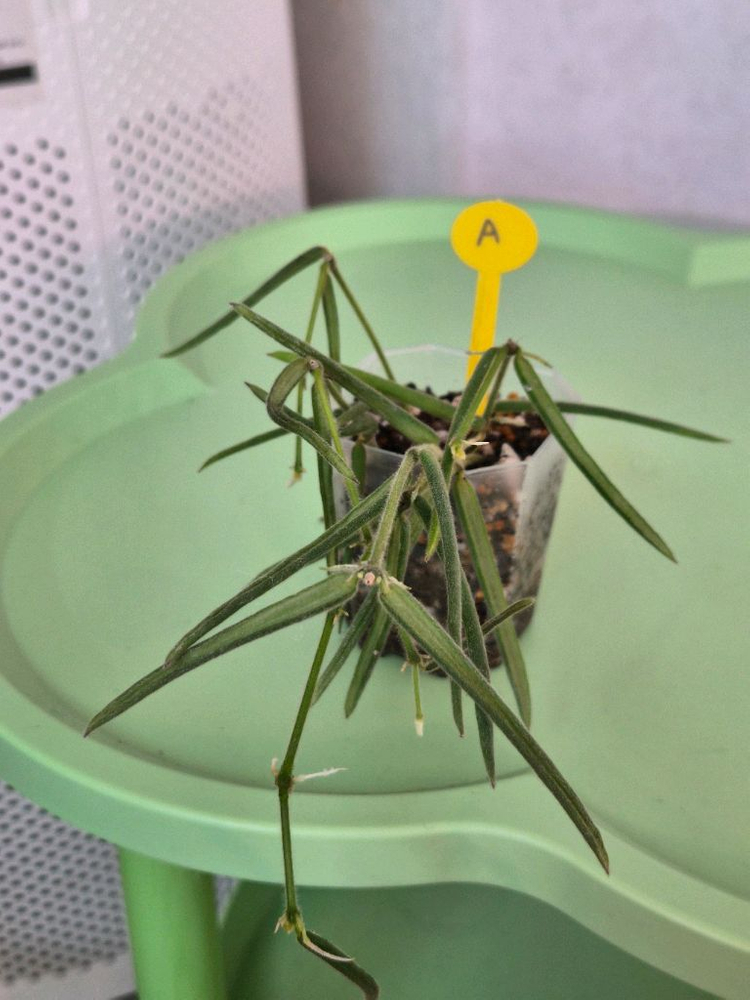 호야 리네아리스 (1개남음)--1