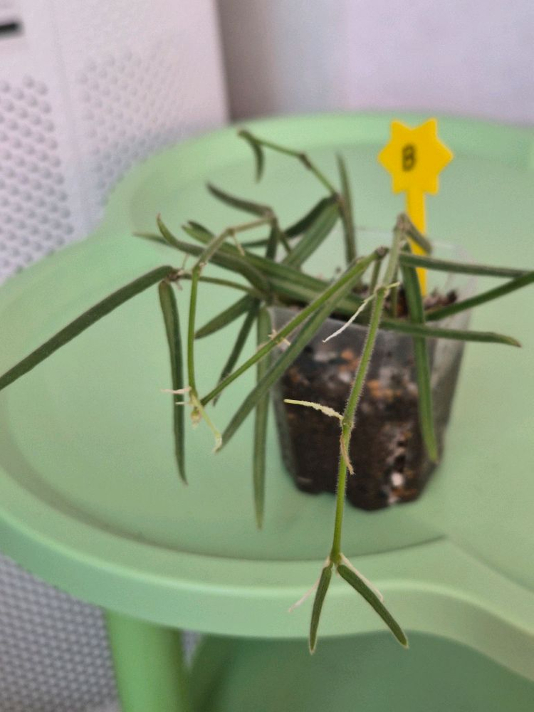 호야 리네아리스 (1개남음)--2