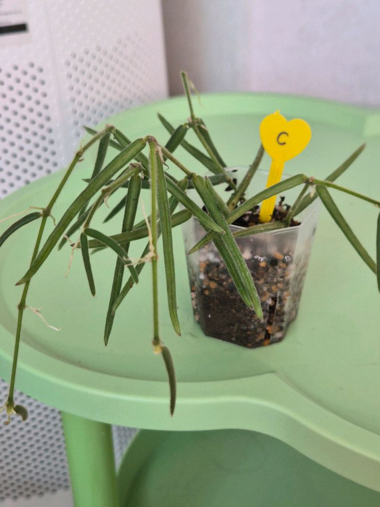 호야 리네아리스 (1개남음)--3