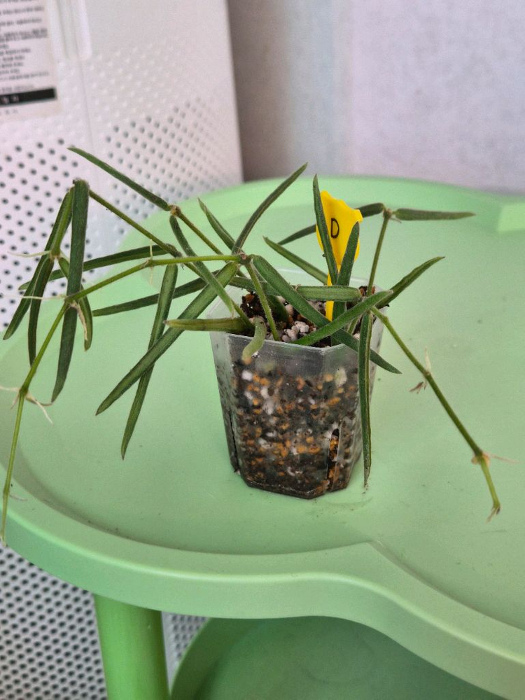 호야 리네아리스 (1개남음)--4