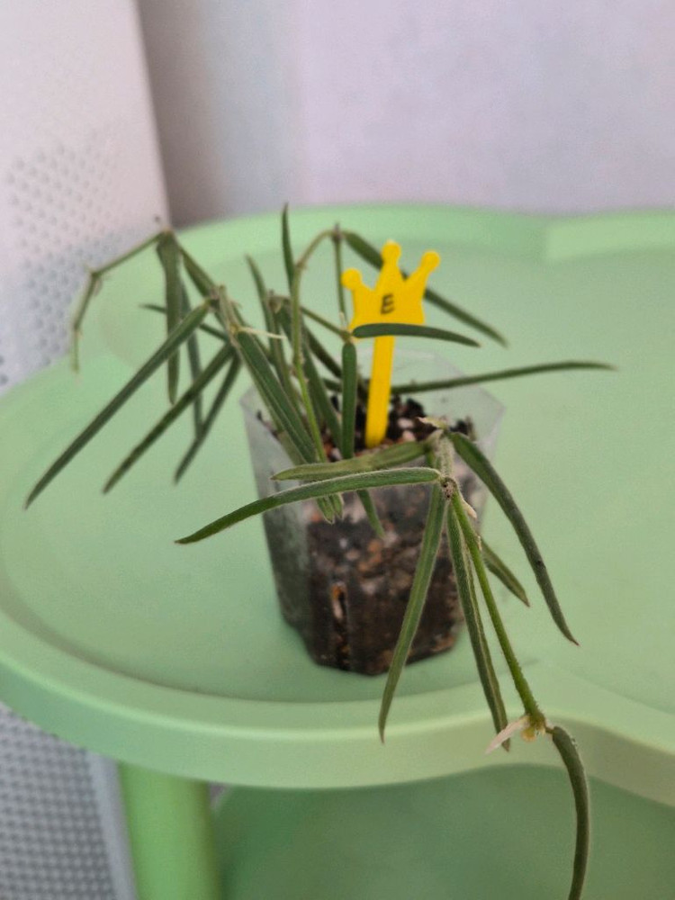 호야 리네아리스 (1개남음)--5