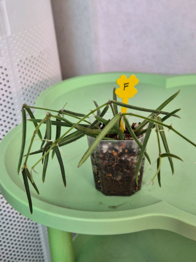 호야 리네아리스 (1개남음)--6