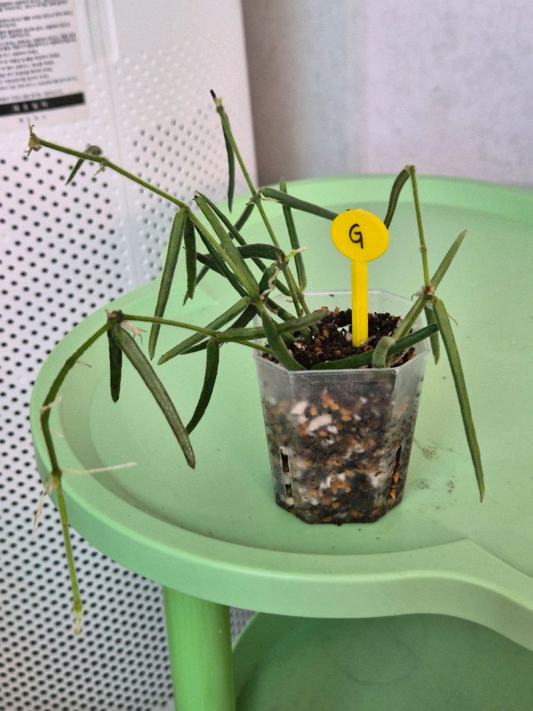 호야 리네아리스 (1개남음)--7