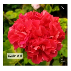 제라늄 ㅡ AY 패션매직