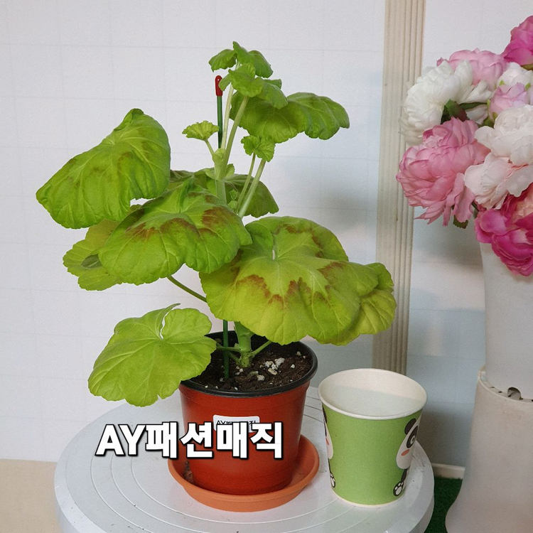 제라늄 ㅡ AY 패션매직--1