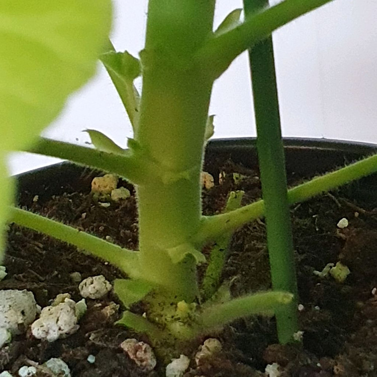 제라늄 ㅡ AY 패션매직--5