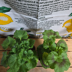 제라늄 2종분양 ㅡ 이다실버웨딩 ㆍ볼빨간소녀