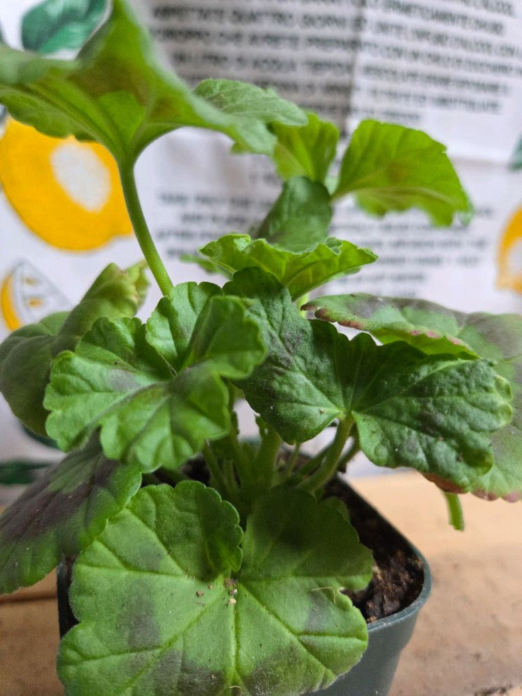 제라늄 2종분양 ㅡ 이다실버웨딩 ㆍ볼빨간소녀--2